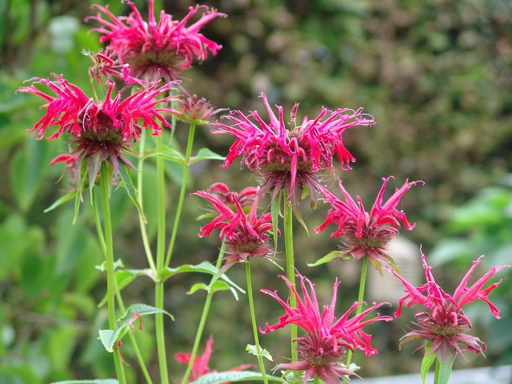 Monarda hybrid