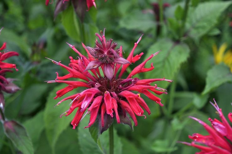 Monarda ejendomme