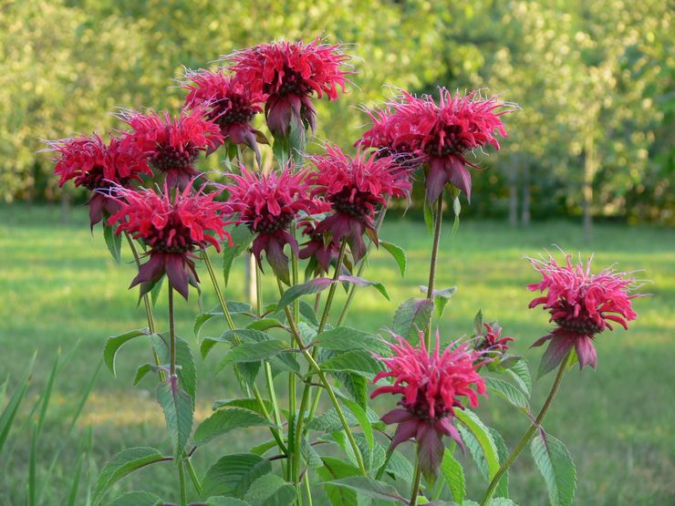 وصف monarda