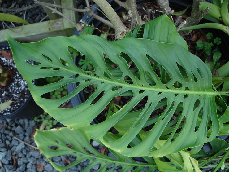 لكمات Monstera