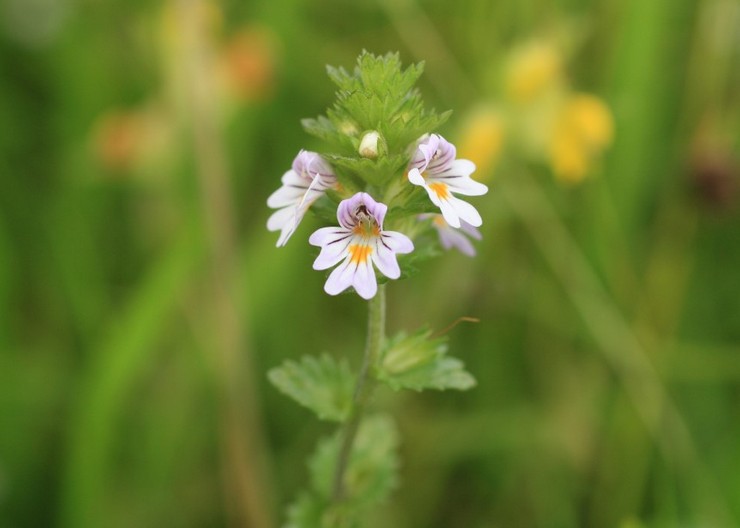 Περιγραφή του φυτού eyebright