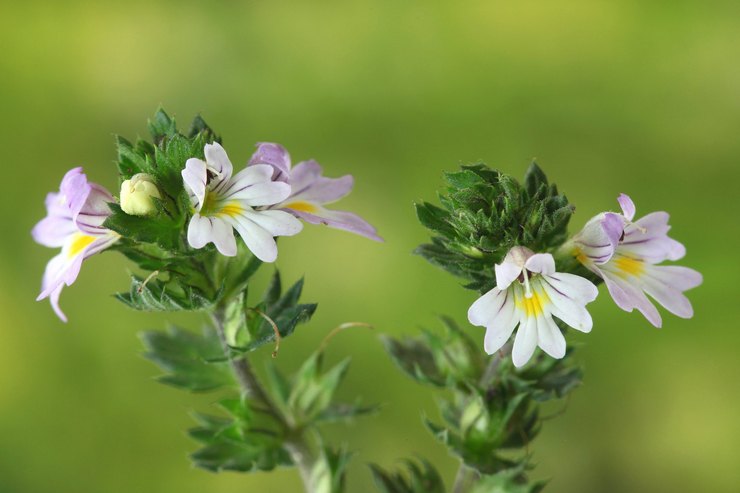 Eyebright straight