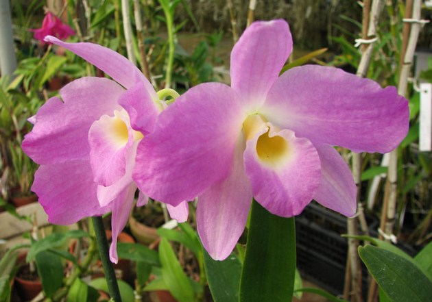 Je veľmi dôležité vybrať správne miesto pre orchideu.