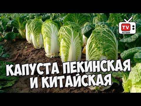 Pekingkaali ja kiinalainen �� Katsaus HITSAD.TV: n parhaista lajikkeista