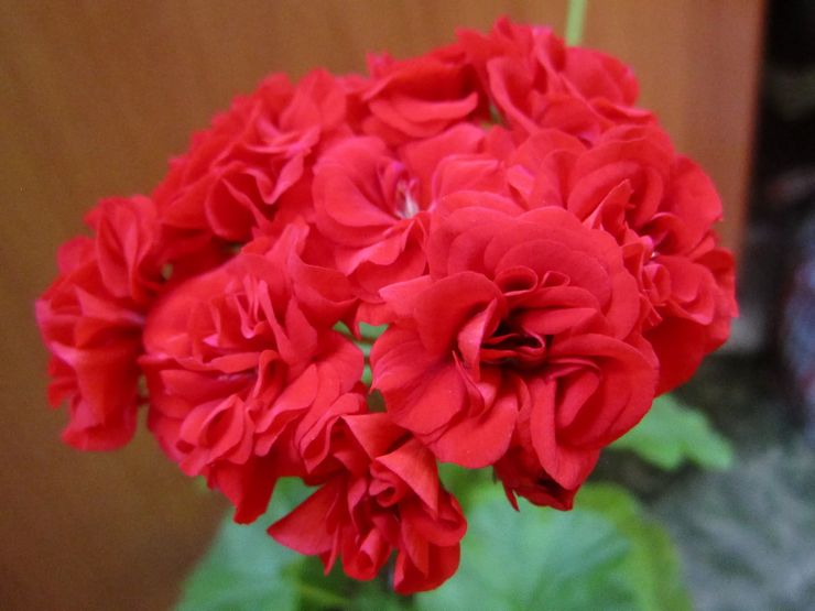 Pelargonium vyöhyke Yu-Jiga