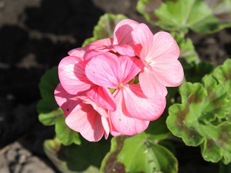 Pelargonium vyöhyke Rafaella F1