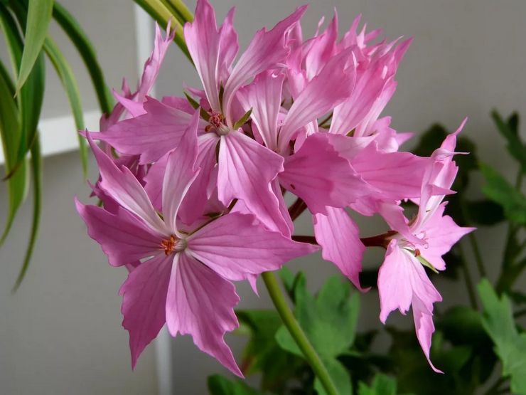 Pelargonium zonal Quantum vaaleanpunainen