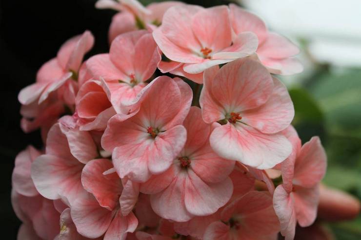 Pelargonium -vyöhykkeinen Grand Canyon