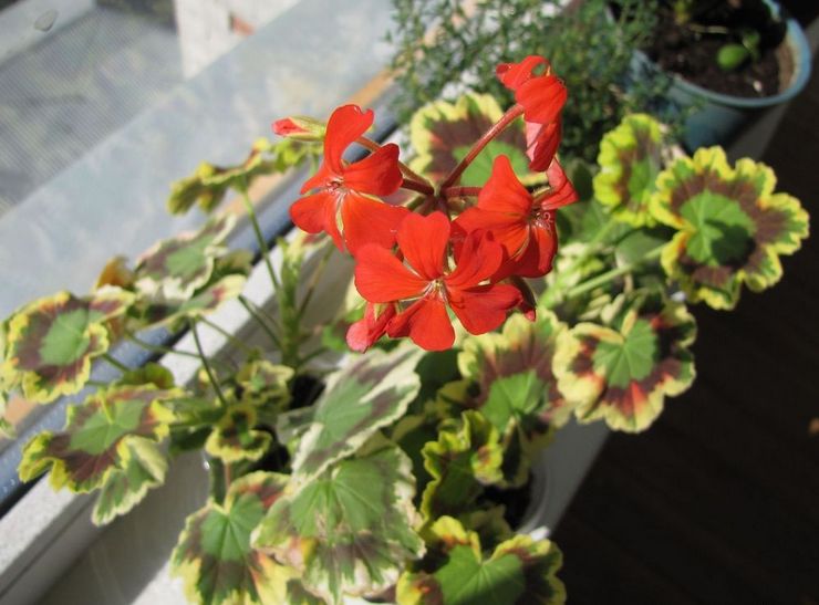 Pelargonium -alue rouva Pollock