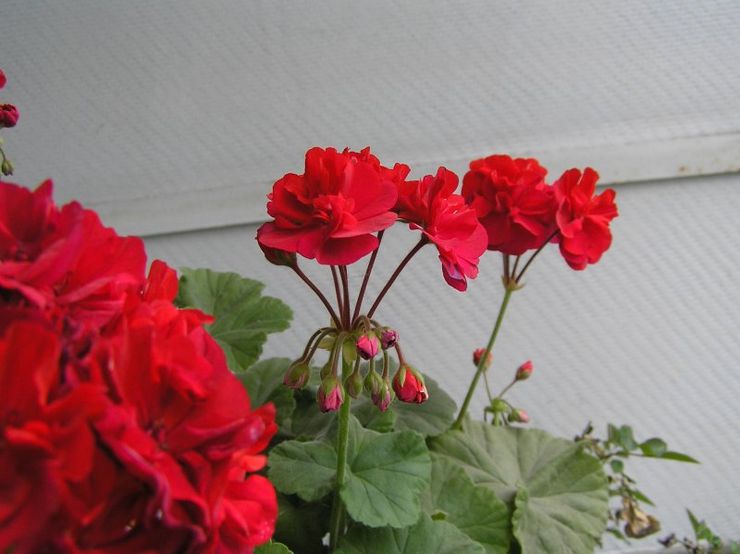 Pelargonium vyöhyke Mirka