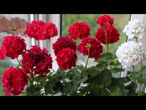 Pelargonium on alueellinen. Kuinka saavuttaa rehevä kukinta.