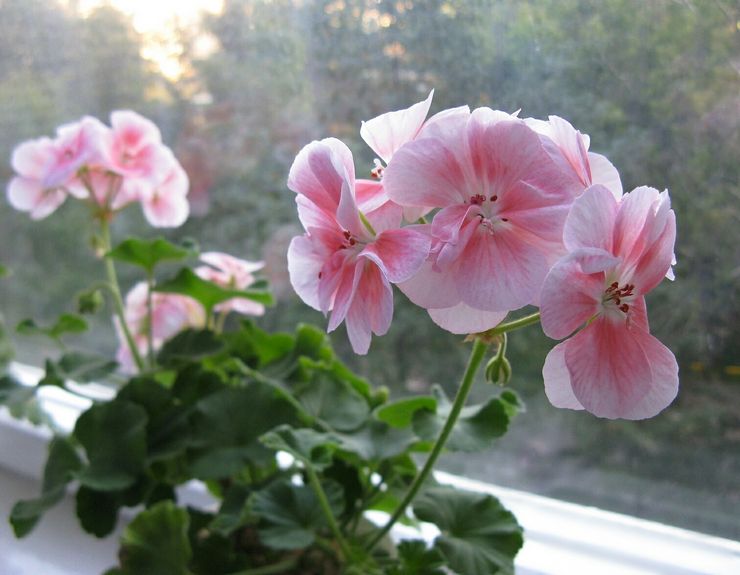 Pelargonium -vyöhykkeen hoito kotona