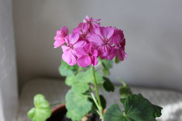 Pelargonium -vyöhykkeen pukeutuminen