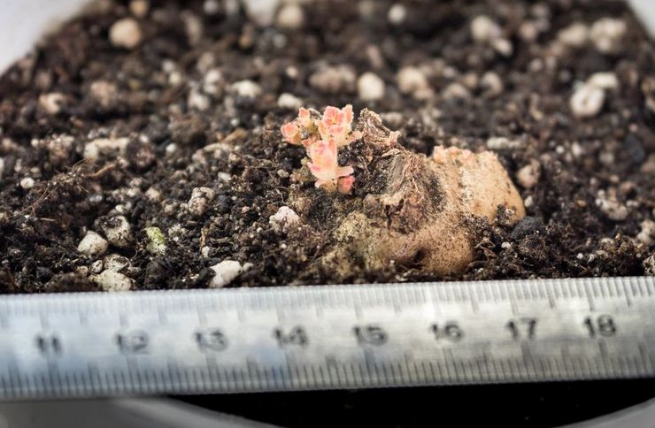 Gloxinia foretrækker let, nærende, fugtgennemtrængelig jord med god luftgennemtrængelighed