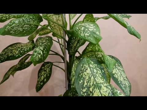 DIFFENBACHIA HJEMPLEJE Dieffenbachia