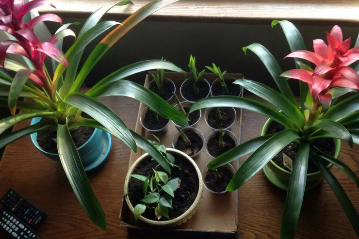 Korrekt transplantation af børn i Guzmania