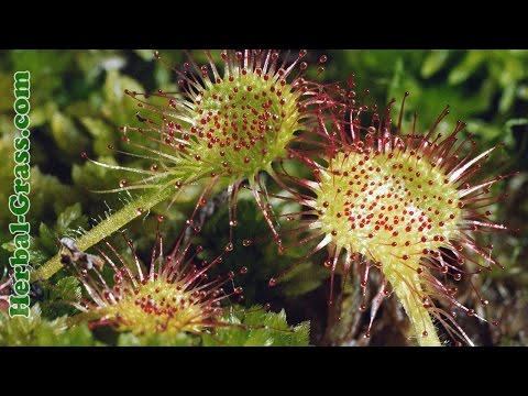 Soldug er et kødædende plantedyr for insekter