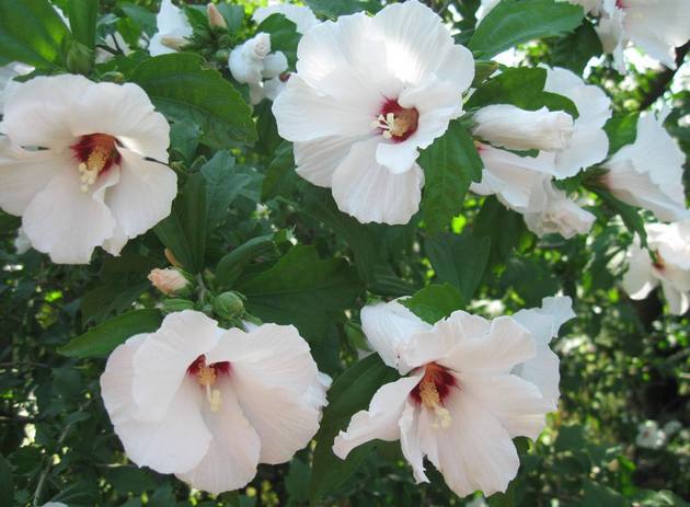 Puutarha hibiscus vaatii vähän huoltoa