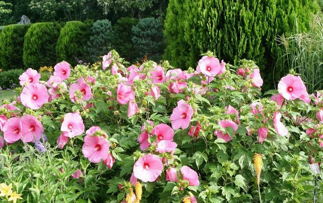 Desuden er planten afskåret ikke kun for at skabe frodig blomstring, men også for at danne en dekorativ form til busken.