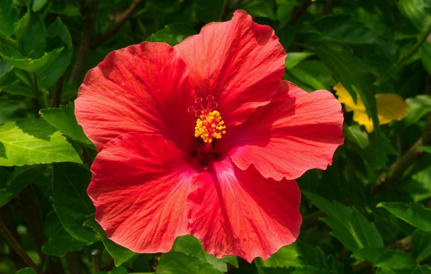 Syyrian hibiscus (puutarha)