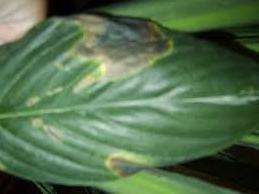 Spathiphyllum on nirso kasvi, mutta silti se vaatii huolellista hoitoa, jonka puuttuessa syntyy kasvuongelmia. Liiallisessa kosteudessa lehdille ilmestyy kellanruskeita pilkkuja tai niiden kärjet kuivuvat.