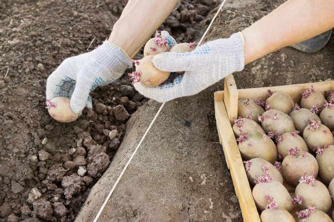 Μέθοδοι καλλιέργειας πατάτας: καλλιέργεια πατάτας σε χαρακώματα