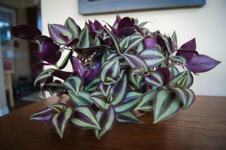 Tradescantia