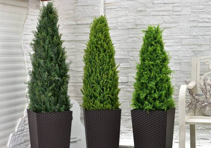 Thuja