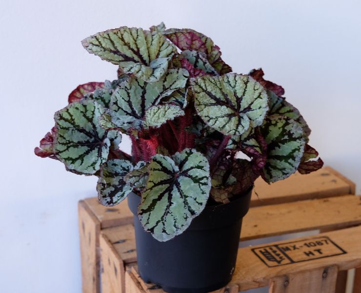 Begonia