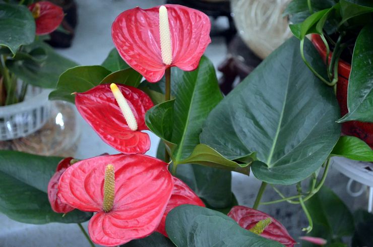 Anthurium