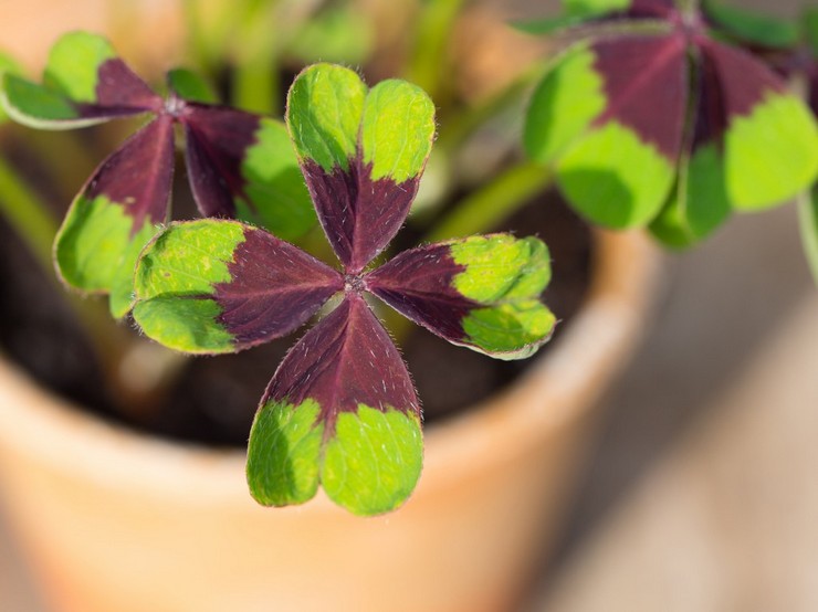 Oxalis tai oxalis sisätiloissa on nurmikasvi huonekasvi, joka tuo onnea ja onnea kaikissa asioissa.