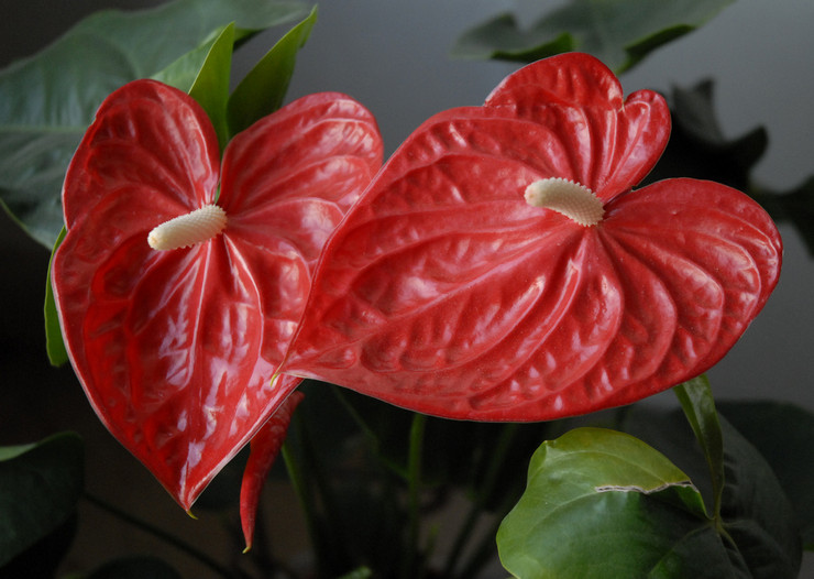 Anthurium betragtes som en blomst, der først og fremmest bringer lykke til mænd.