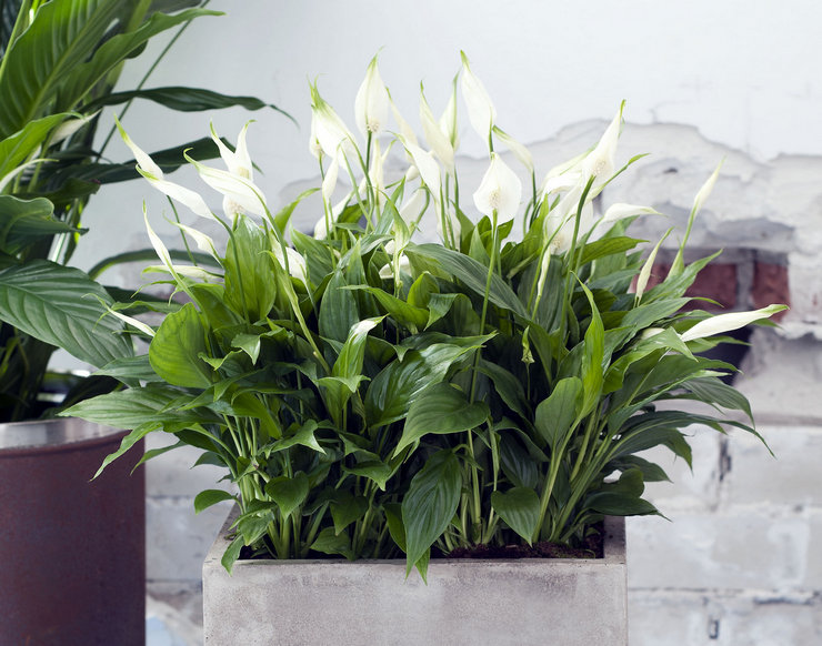 Spathiphyllum er den mest populære blomst, der bringer lykke til huset, eller rettere kvindelig lykke.