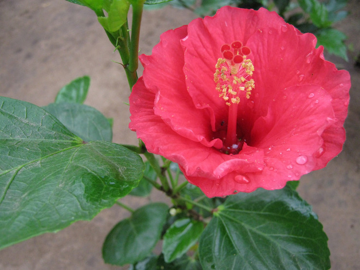 Hibiscus eller 