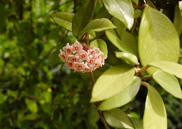 Hoya tai 