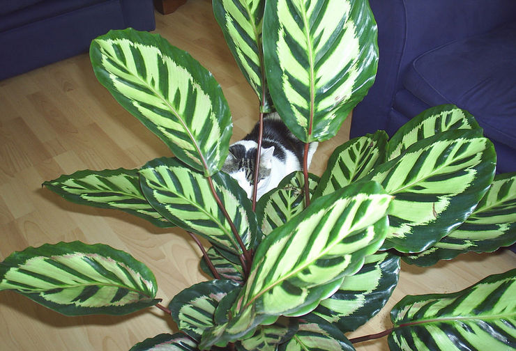 Vaatimatonta ja kärsivällistä calathea pidetään perheen kukka, joka vahvistaa avioliittoa ja tekee siitä vahvan ja onnellisen monien vuosien ajan.