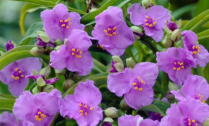 هناك أنواع هجينة مختلفة من Tradescantia بألوان مختلفة من الزهور.