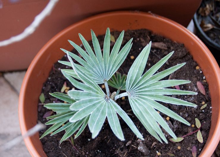 Jord til plantning af trachycarpus