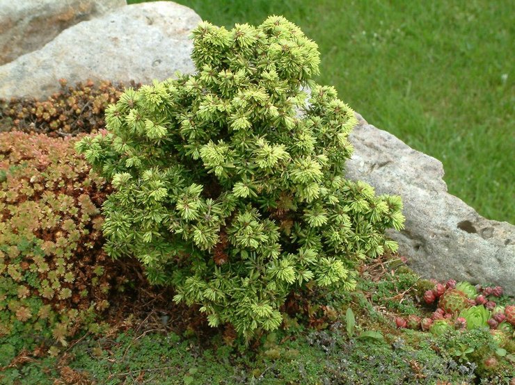 Plantning og pleje af en hemlock