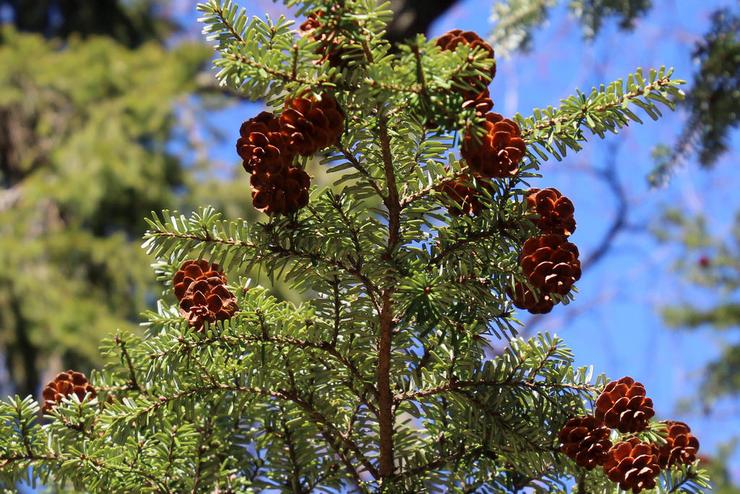 Hemlock carolina