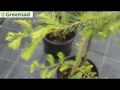 Canadian Gemlock, Canadian Hemlock - videoanmeldelse fra Greensad