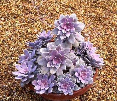 Graptopetalum Ένα φυτό της οικογένειας jumbo, έχει μεσαίου μεγέθους, σκληρό. Πυκνά φύλλα με κοφτερό άκρο. Τα φύλλα του Σόμπρ