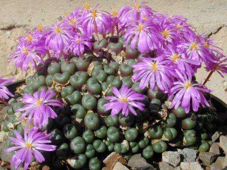 Conophytum نبات منخفض النمو يتكون من أوراق ملتصقة ، مدورة ، كثيفة ذات لون يتراوح من الأخضر الرمادي إلى البني الداكن. يتحمل درجات الحرارة القصوى والرطوبة المنخفضة والأملاح الساطعة.