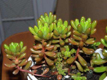 Sedum نبات معمر من عائلة اللقيط. أنواع مختلفة من الحجارة لها أحجام قزم 8-10 سم.