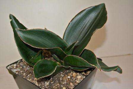 Sansevieria عصاري بأوراق lanceolate كثيفة. يمكن أن يصل ارتفاع بعض الأنواع إلى 1.5 متر. لي