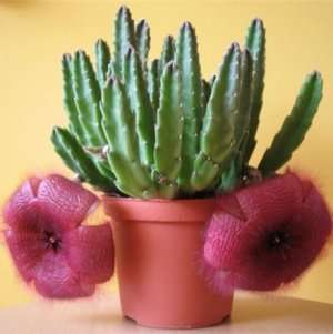 Stapelia معمرة مع العديد من السيقان المتفرعة. درجة حرارة الغرفة صيفا ، رطوبة منخفضة