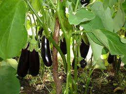 Stedsønnen er et ekstra blad, der vokser i bunden af ​​auberginebusken og virkelig ikke giver nogen fordel.