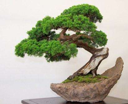 Dyrkning af bonsai fra frø derhjemme. Foto og video