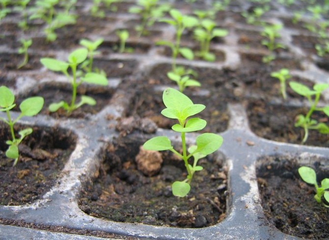 Maaperän oikea valinta taimien kasvattamiseen on yksi tärkeimmistä edellytyksistä hyvän sadon saamiseksi.