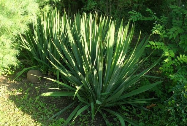 vanding af den trådagtige yucca skal være forsigtig